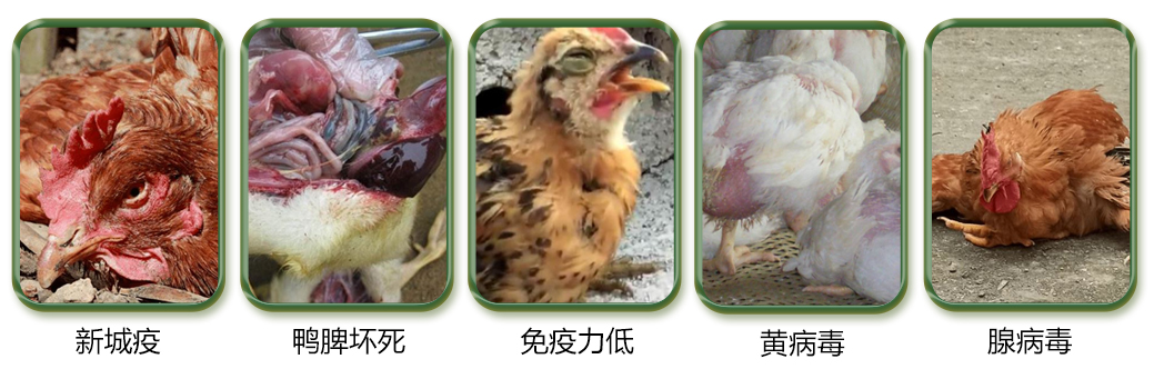 禽類養(yǎng)殖中常見(jiàn)的問(wèn)題