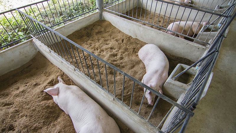 豬場(chǎng)生物安全體系管理